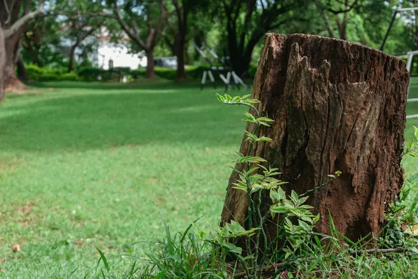 A jagged broken-off stump with splitting bark and a green shoot growing at its base, standing in a mown lawn in Broken Arrow